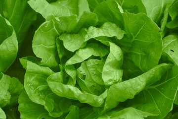 green plant with greeney color trend