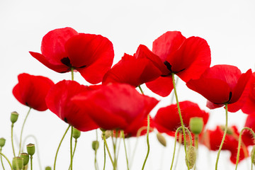 red poppies isolated on white - selective focus