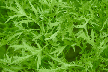 green plant with greeney color trend