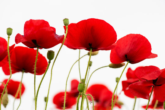 red poppies isolated on white - selective focus
