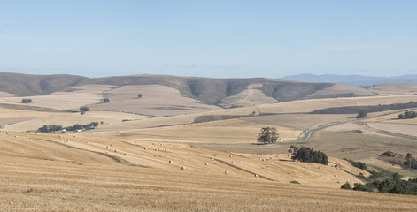 Hay bales on the road to Hermanus
