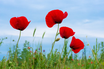 Wild poppies in a field - selective focus, copy space