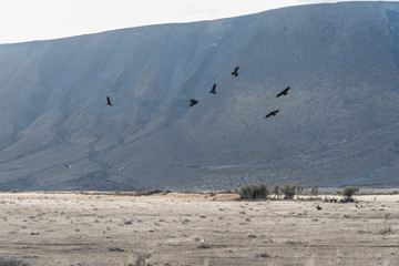 Condors in Parque Nacional Torres del Paine in Chile