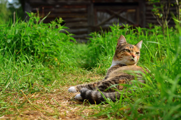 Naklejka na ściany i meble Cat lies in the grass, looking back. Cat outdoors with copy space