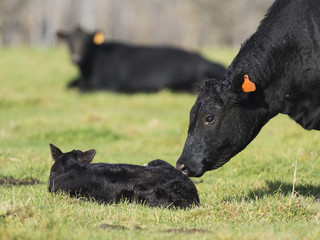 A Black Angus Cow and calf © Steve Oehlenschlager