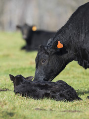A Black Angus Cow and calf