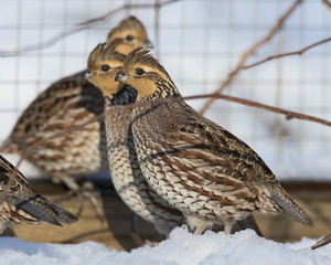 Female Bobwhite Quail