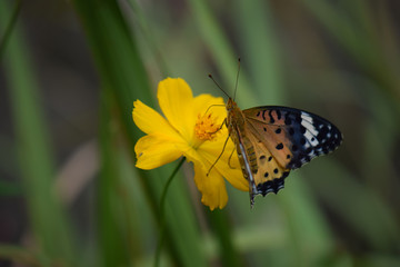 ツマグロヒョウモン