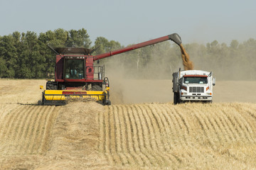 Obraz premium Harvesting a Wheat field in North Dakota