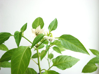 Flowering hot pepper on a window. Green leaves.