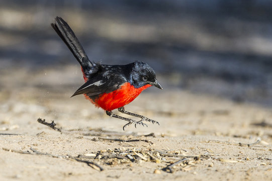 Crimson-Breasted Shrike