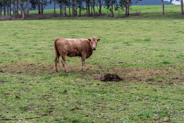 Grazing cows near Puerto Varas, Chile