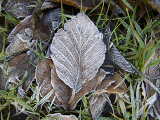 Isolated Frosted brown leaf on pile of frost covered leaves with grass