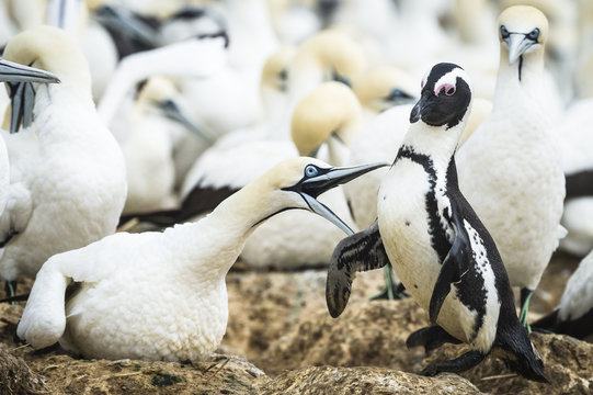 Cape Gannet and African penguin fighting