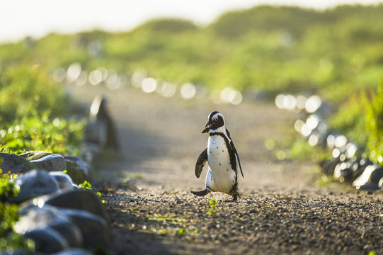African Penguin carrying a stone