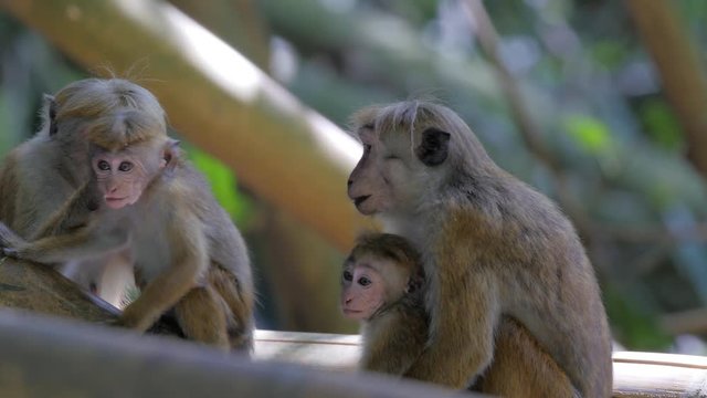 Monkey family in Royal Botanical Garden,  Peradeniya, Kandy, Sri-Lanka. UHD, 4K
