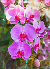 Naklejka na ściany i meble orchids flowers