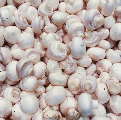 Weiße Champion Pilze