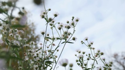 white wild flowers on background of blue sky nature landscape