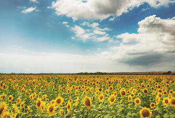 Obraz premium Cloudy daily landscape in the middle of summer. Sunflower field near the town of Burgas, Bulgaria