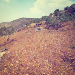 Olive Trees