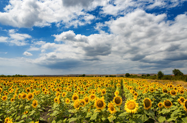 Cloudy daily landscape in the middle of summer. Sunflower field near the town of Burgas, Bulgaria