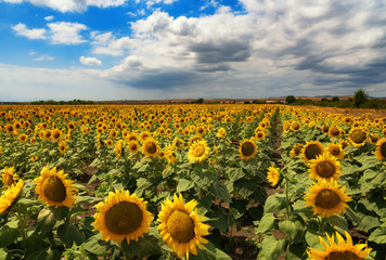 Obraz premium Cloudy daily landscape in the middle of summer. Sunflower field near the town of Burgas, Bulgaria