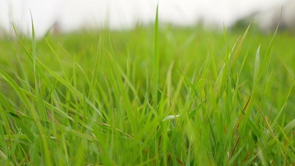 lawn green grass field beautiful nature