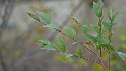elm tree branch landscape nature autumn yellow and green