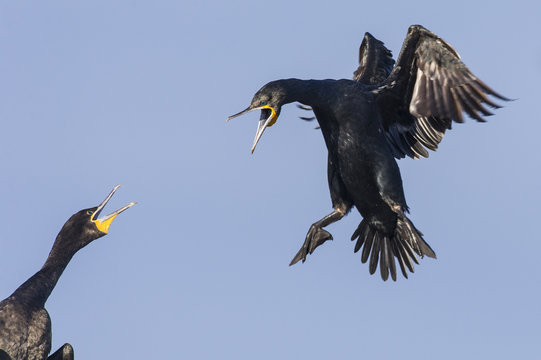 Cape cormorant landing at its nest site, Robben Island, South Africa
