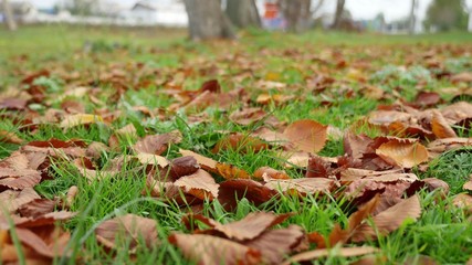 yellow leaves lie on the green grass lawn autumn nature landscape