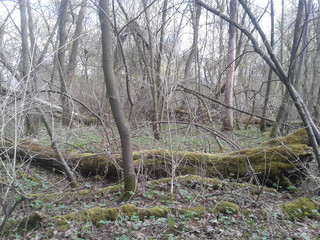 Wald