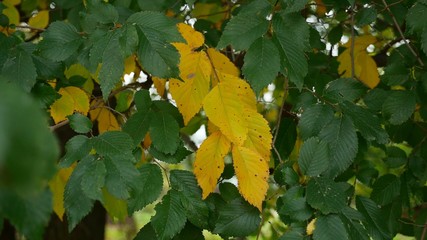 green yellow elm tree leaves nature autumn