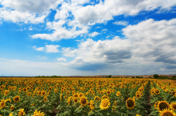 Fototapeta na wymiar Cloudy daily landscape in the middle of summer. Sunflower field near the town of Burgas, Bulgaria