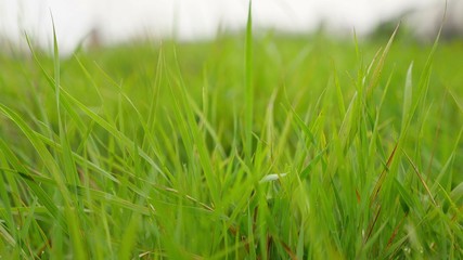 Obraz premium lawn green grass field beautiful nature