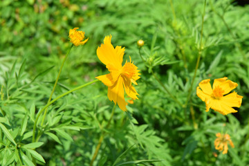 Cosmos yellow flowers