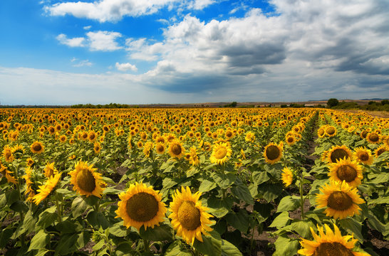 Cloudy daily landscape in the middle of summer. Sunflower field near the town of Burgas, Bulgaria