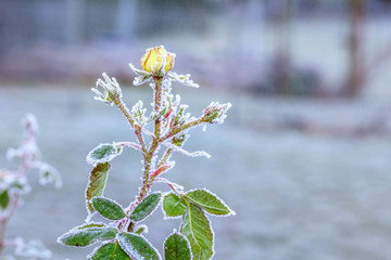 gefrorene Rose