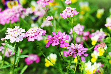 Blossoming colorful  Iberis amara flowers . Also called rocket candytuft, bitter candytuft or wild candytuft.