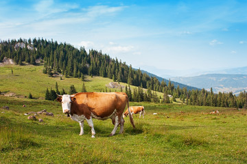 Fototapeta na wymiar Cow grazing on the alpine fields