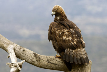 Adult male of Golden eagle. Aquila Chrysaetos