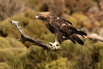 Old male of Golden eagle. Aquila chrysaetos