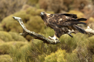 Old male of Golden eagle. Aquila chrysaetos