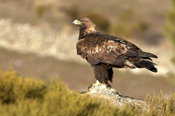 Adult female of Golden eagle. Aquila chrysaetos