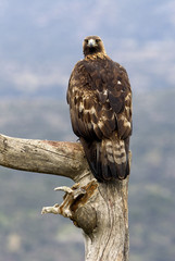 Adult male of Golden eagle. Aquila Chrysaetos