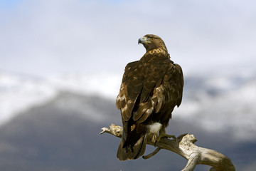 Adult male of Golden eagle. Aquila Chrysaetos