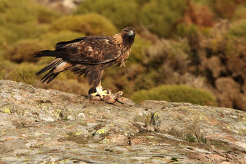 Six or seven  years old male of Golden eagle. Aquila Chrysaetos