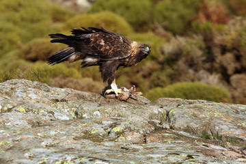 Old male of Golden eagle with a newly caught rabbit. Aquila chrysaetos 