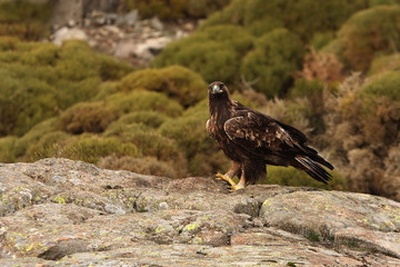 Adult female of Golden eagle. Aquila chrysaetos 