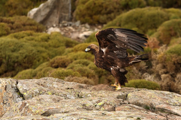 Adult female of Golden eagle. Aquila chrysaetos